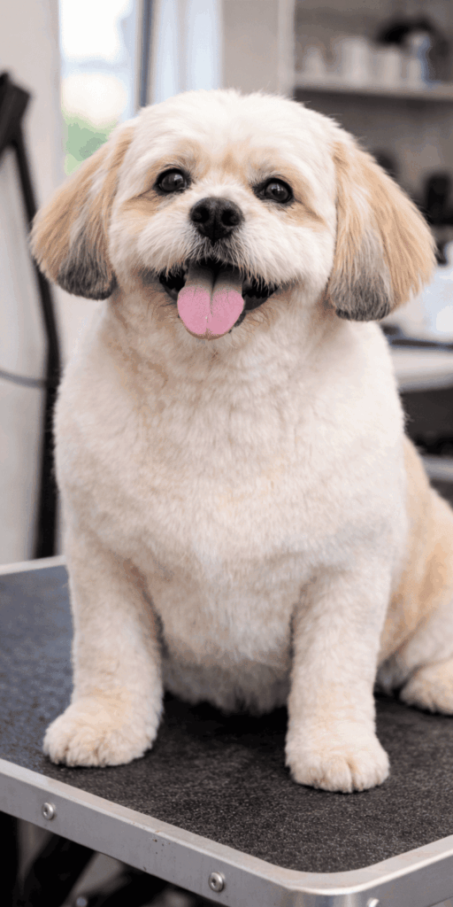 Estrategias digitales que harán destacar tu peluquería canina frente a la competencia